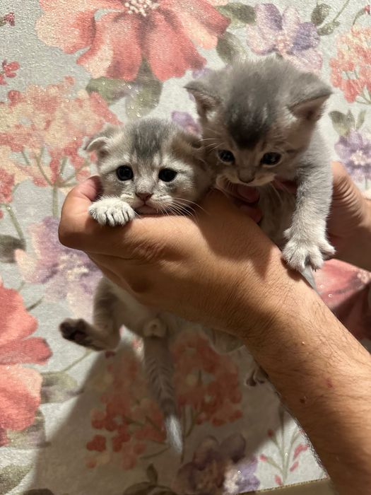Скотиш фолд и страйд