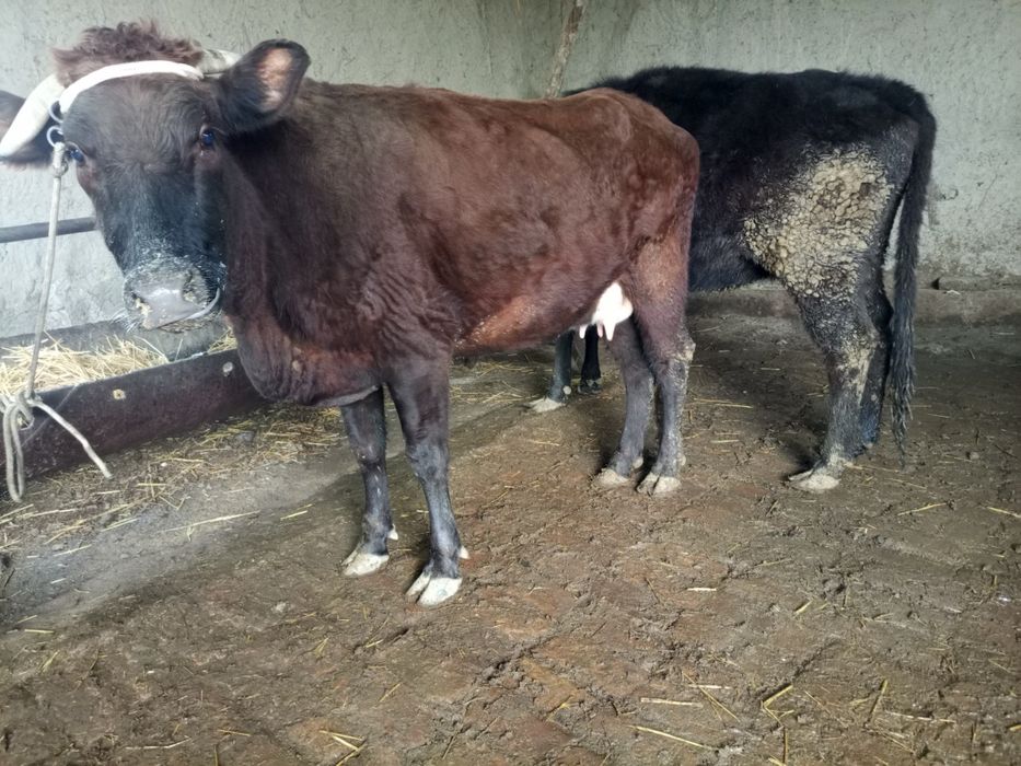 Ona bola sigir sotiladi bolasi hokiz