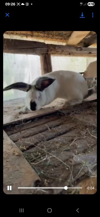 Vand 2 masculi urias de transilvania