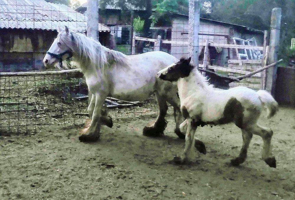 Vând iapa Gipsy gestanta