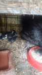 Closca cu puii australorp