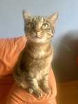 Pisicuta spre adoptie - Mia, 7 ani
