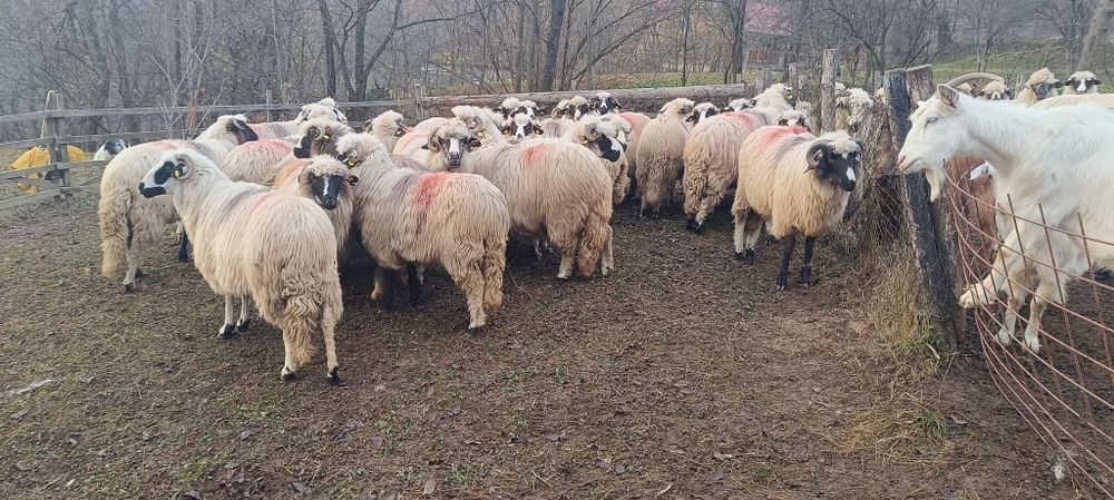 De vânzare oi și câini