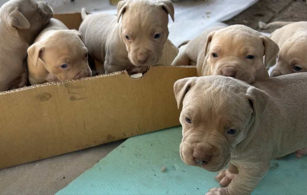 Американски питбули