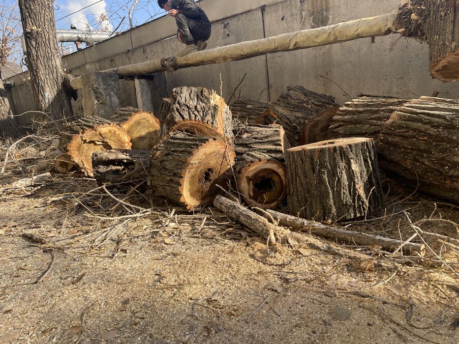Дрова тополя самовывоз.