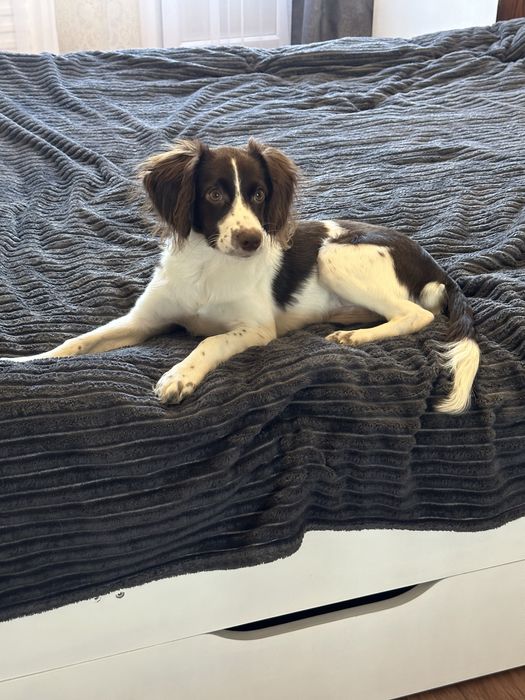 Отдам собаку в хорошие руки