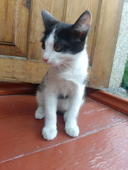 Кошка мышелов умная