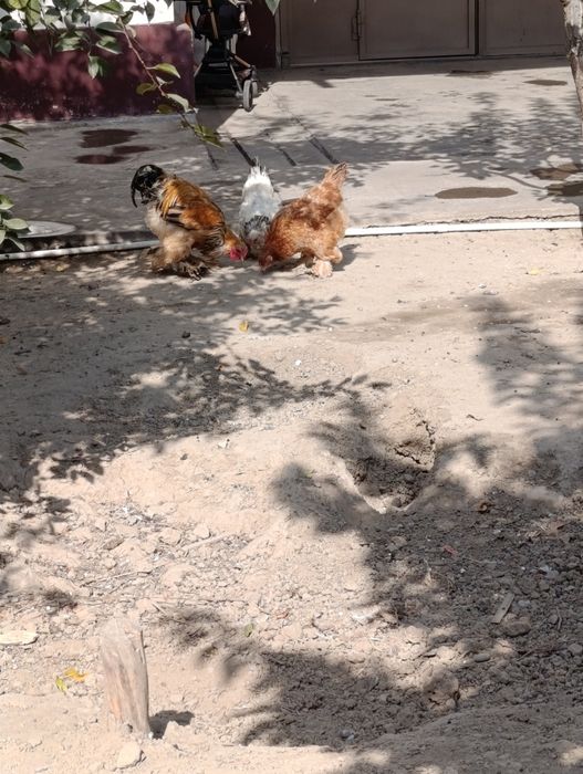 Brama xo'roz va tovuqlar sotiladi