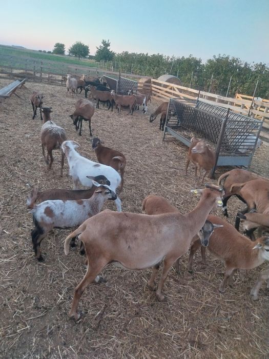 Oi Camerun – cu miei, gestante și berbecuți, rasă rezistentă