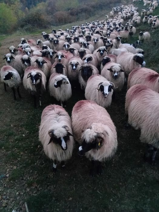 Vând oi breze, mai multe detalii la telefon