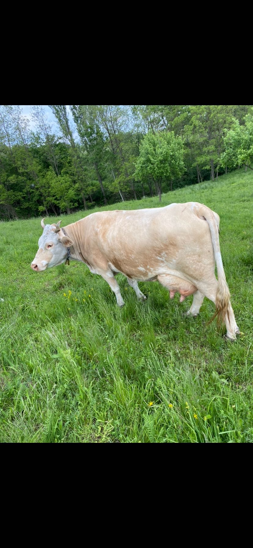 Vând vaca bună de lapte