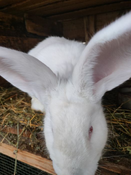 Iepuri de vânzare mai multe rase