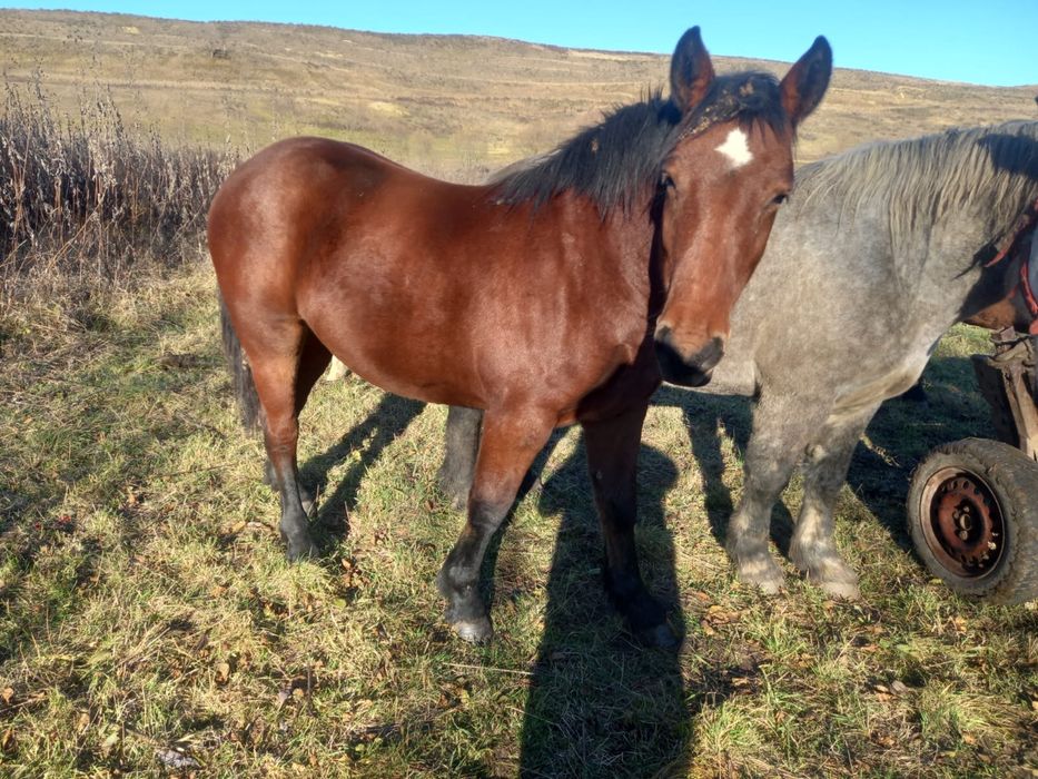 Vând mânză de 1 an jumate