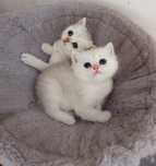 British shorthair cu pedigree golden si silver