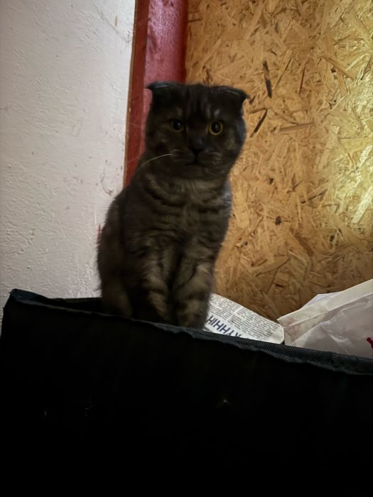 Бесплатно отдам кота