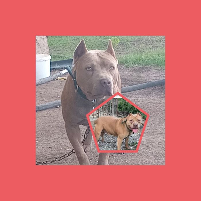 Осындай ит сатылады ,кімге керек хабарласыныздар