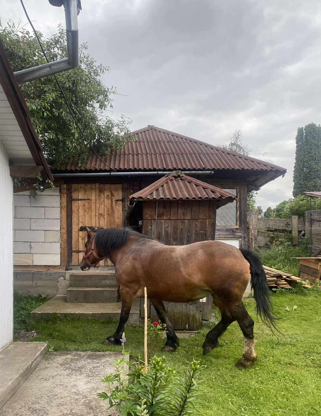 iapă de talie mare