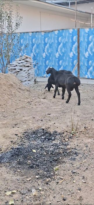 Qo‘zi qo‘chqorlar sotiladi.