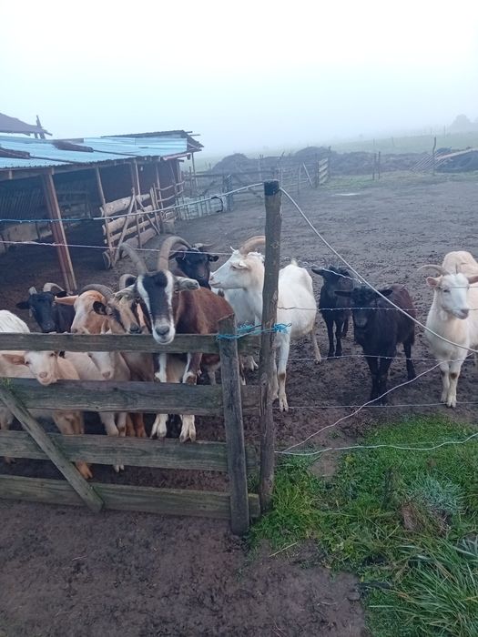 Capre si iedute de vanzare