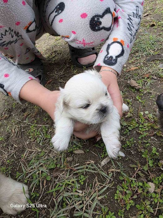Продавам Пекинези