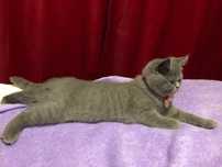 British Shorthair Blue- vaccinat și deparazitat
