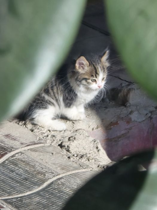 Отдам бесплатно котёнка в добрые руки!