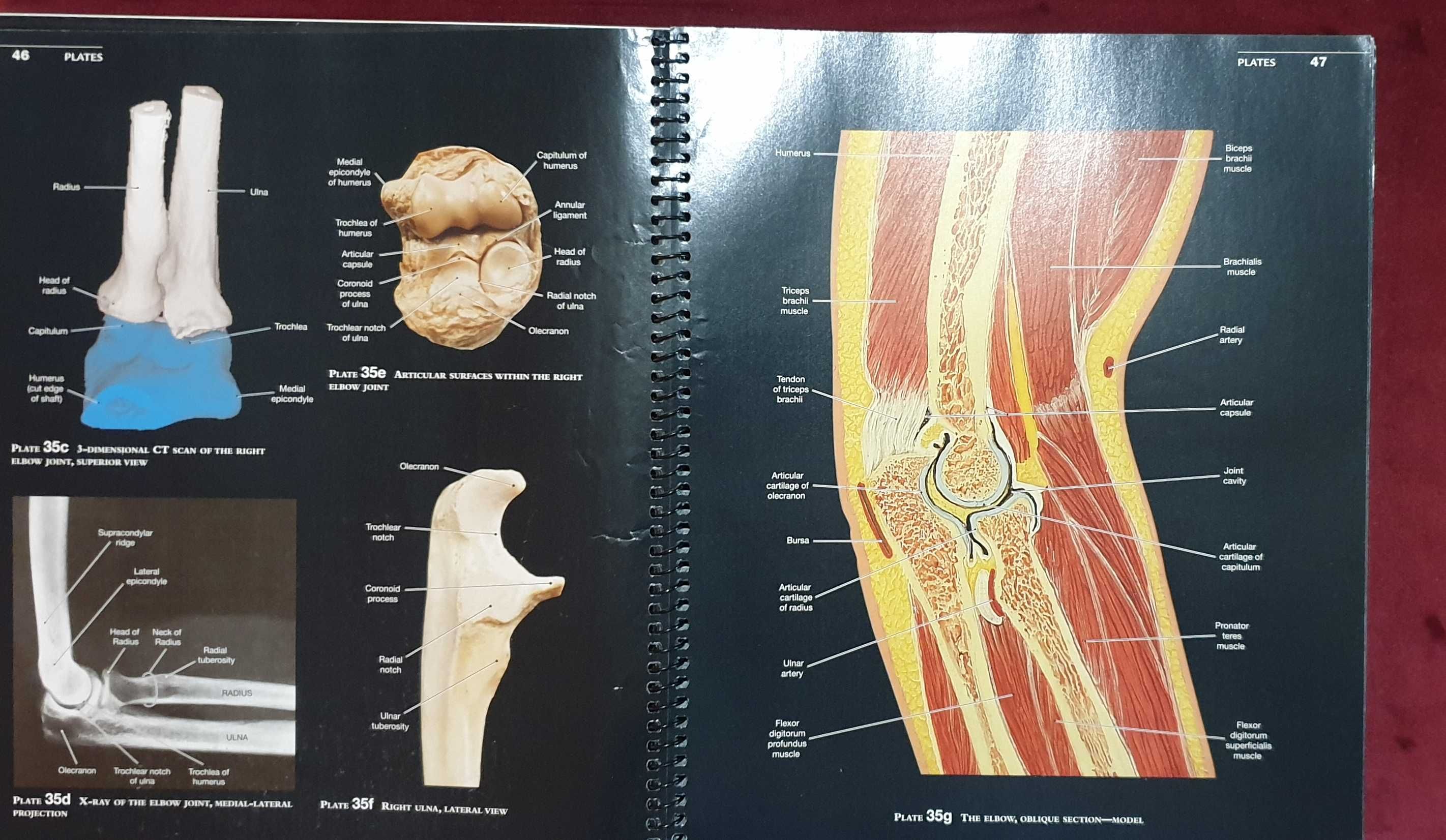 Martini's Atlas of the Human Body