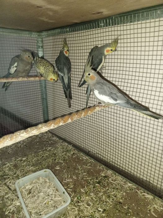 Karila sotiladi soglom tuxumga krgan payti