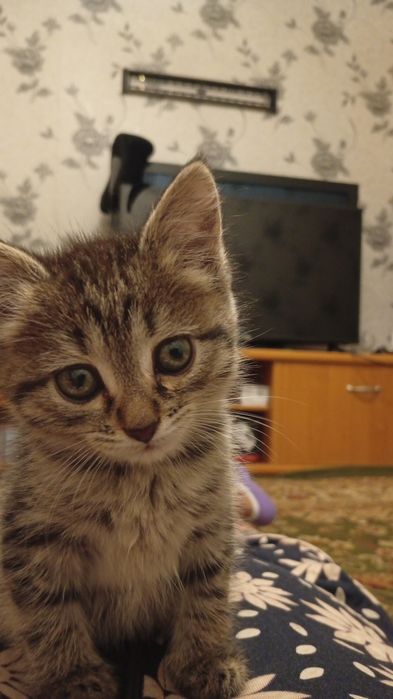 Отдам котенка в добрые руки девочка