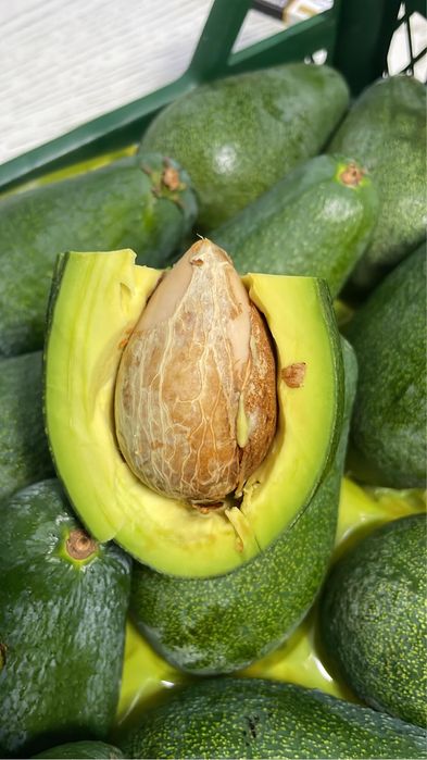 авокадо yangi turk avokadosi