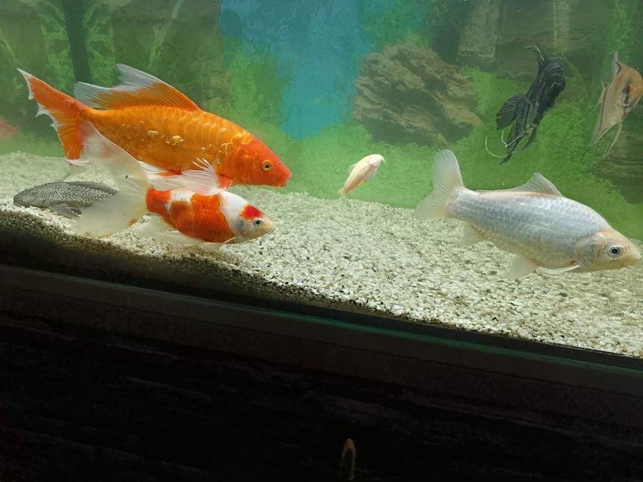 Vând Crap Koi și doi carasi