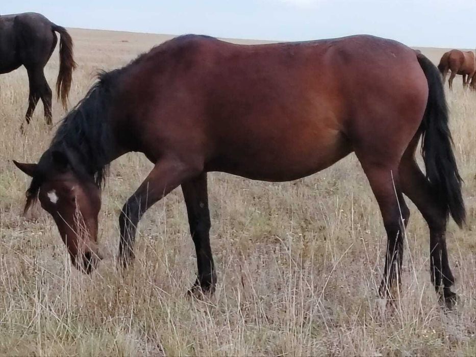 Продам жирную лошадь кабылу