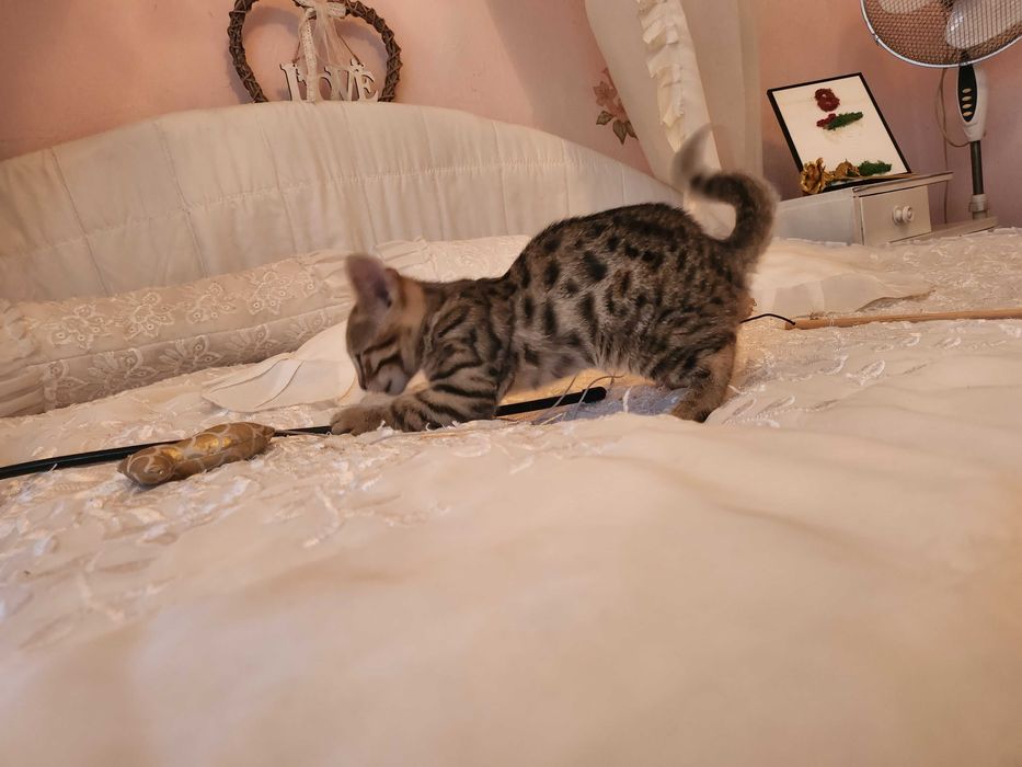 Бенгалски котенца