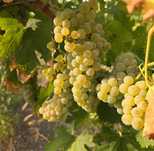 Vand struguri de vin productie 2025