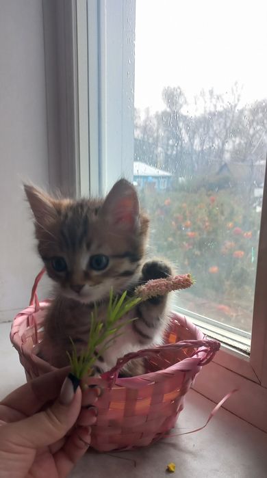 Котенок мальчик в добрые руки