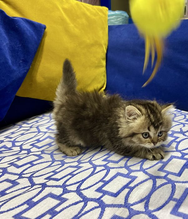 Шотланский Сеоттиш Страйт! Шиншилла золото!