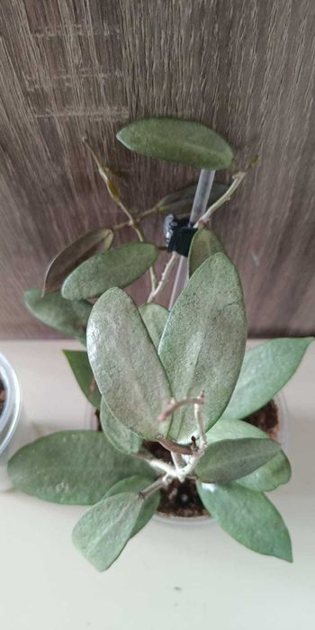 Хойя Сильвер Леди, Сильвер  Доллар, Нью Гвинея  хост