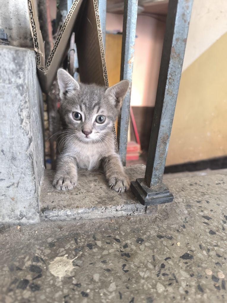 Котета търсят дом