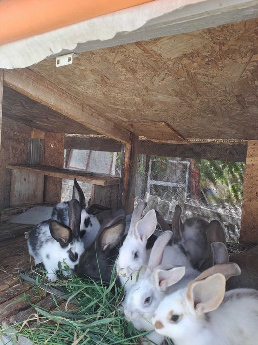 Pui de iepuri, de vanzare