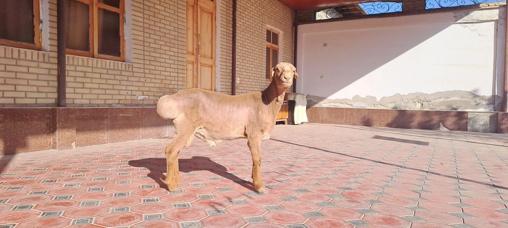 Arashan quyi , 1 yoshga tulmagan. Buxoro, Geofizika