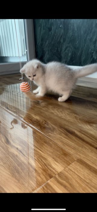 Продам котенка британец с родословной и прививочная карта имеется