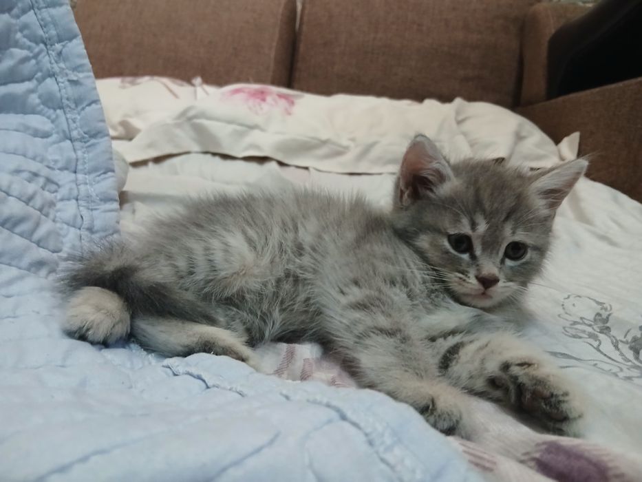 Срочно продаётся котёнок