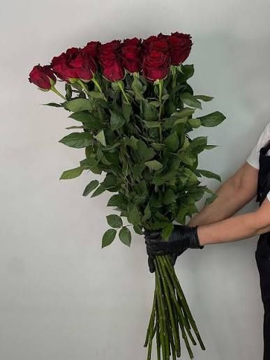 Розы Эксплорер корни