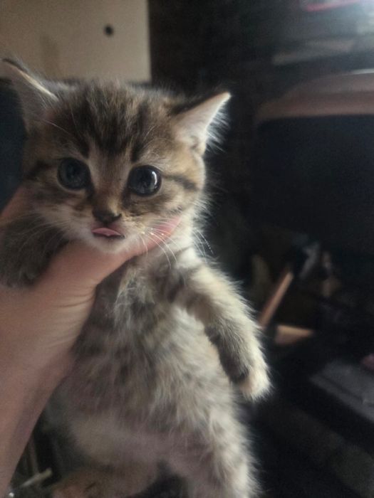 Отдам котят девочки