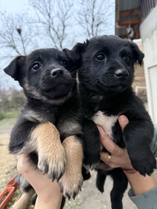 Donez pereche catelusi corcitura bichon