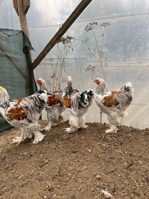 Brahma rotgesattelt 2025