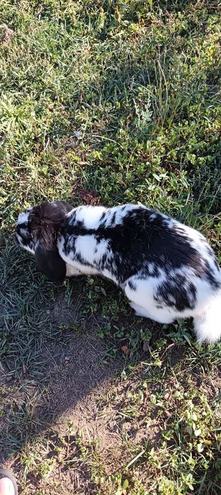 Iepure porumbei voiajori