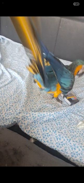 Продавам Ара/ мъжки и женски