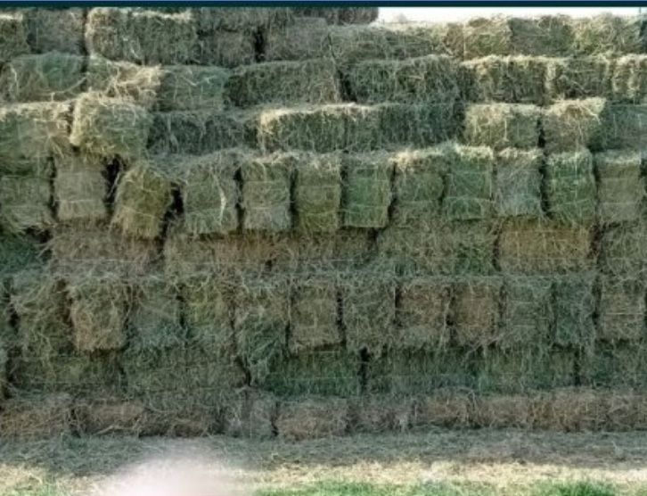 Беда пресс сотилади