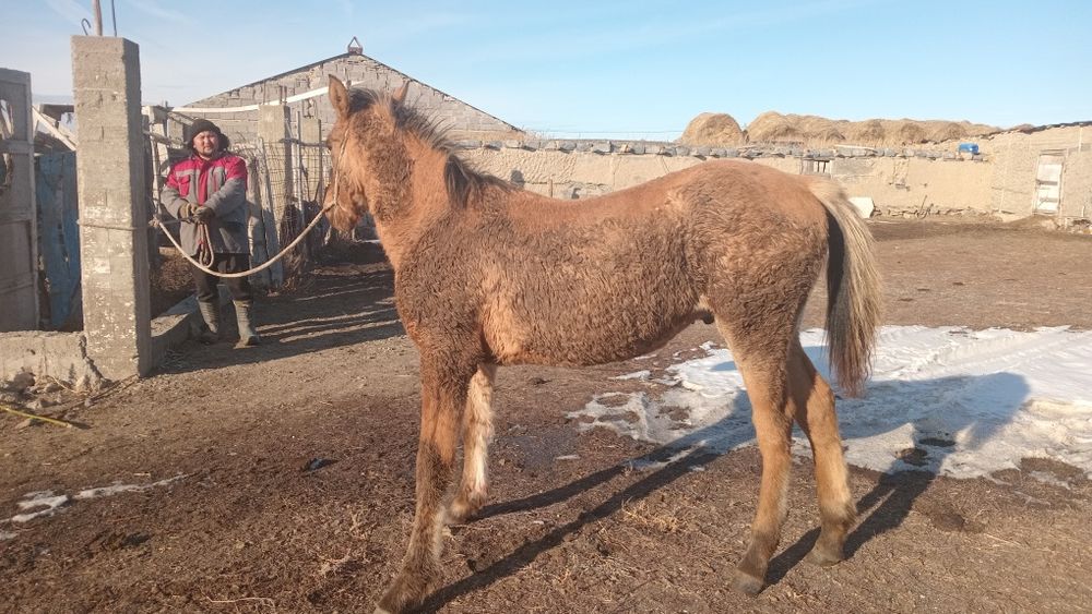 Жабагы жеребенок